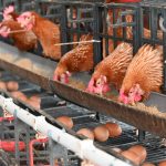 Upaya Penanganan Limbah Kotoran pada Peternakan Ayam yang Ramah Lingkungan