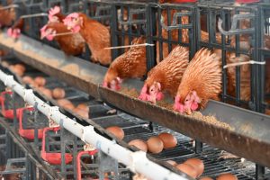 Upaya Penanganan Limbah Kotoran pada Peternakan Ayam yang Ramah Lingkungan