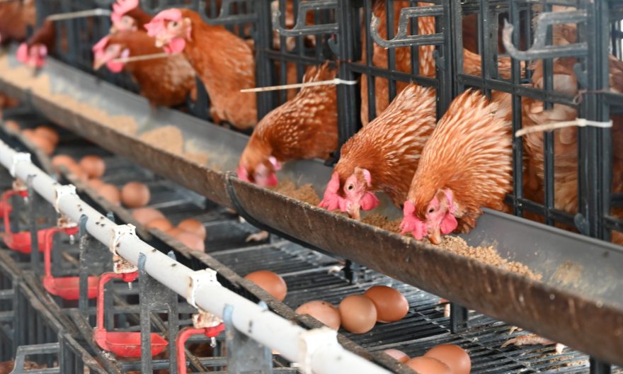 Upaya Penanganan Limbah Kotoran pada Peternakan Ayam yang Ramah Lingkungan